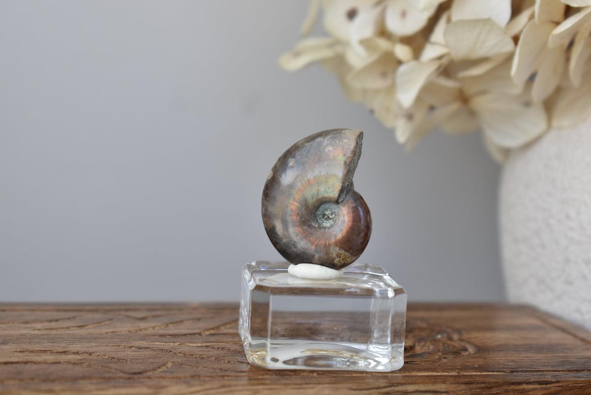 Ammonite Fossil #2