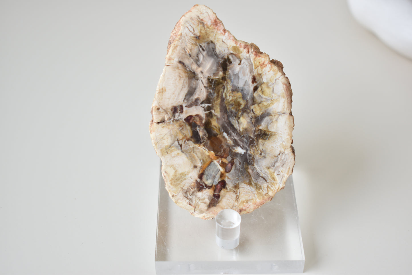 Petrified Wood #2 86g