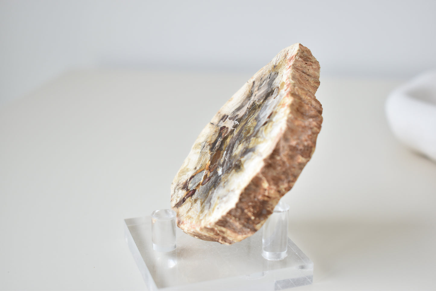 Petrified Wood #2 86g