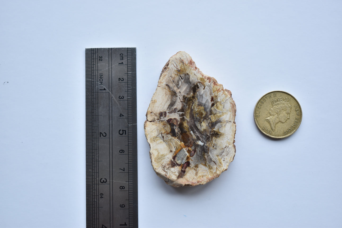 Petrified Wood #2 86g