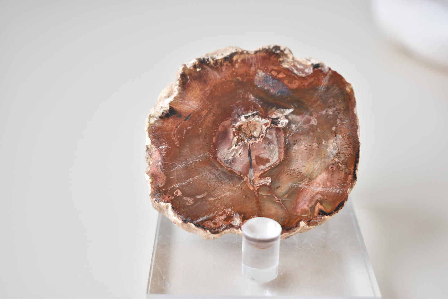 Petrified Wood #1 54g