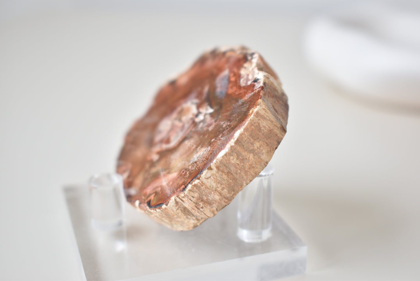 Petrified Wood #1 54g