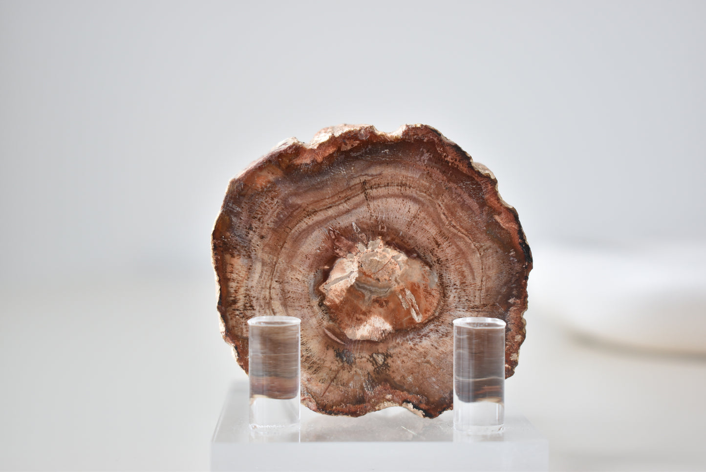 Petrified Wood #1 54g