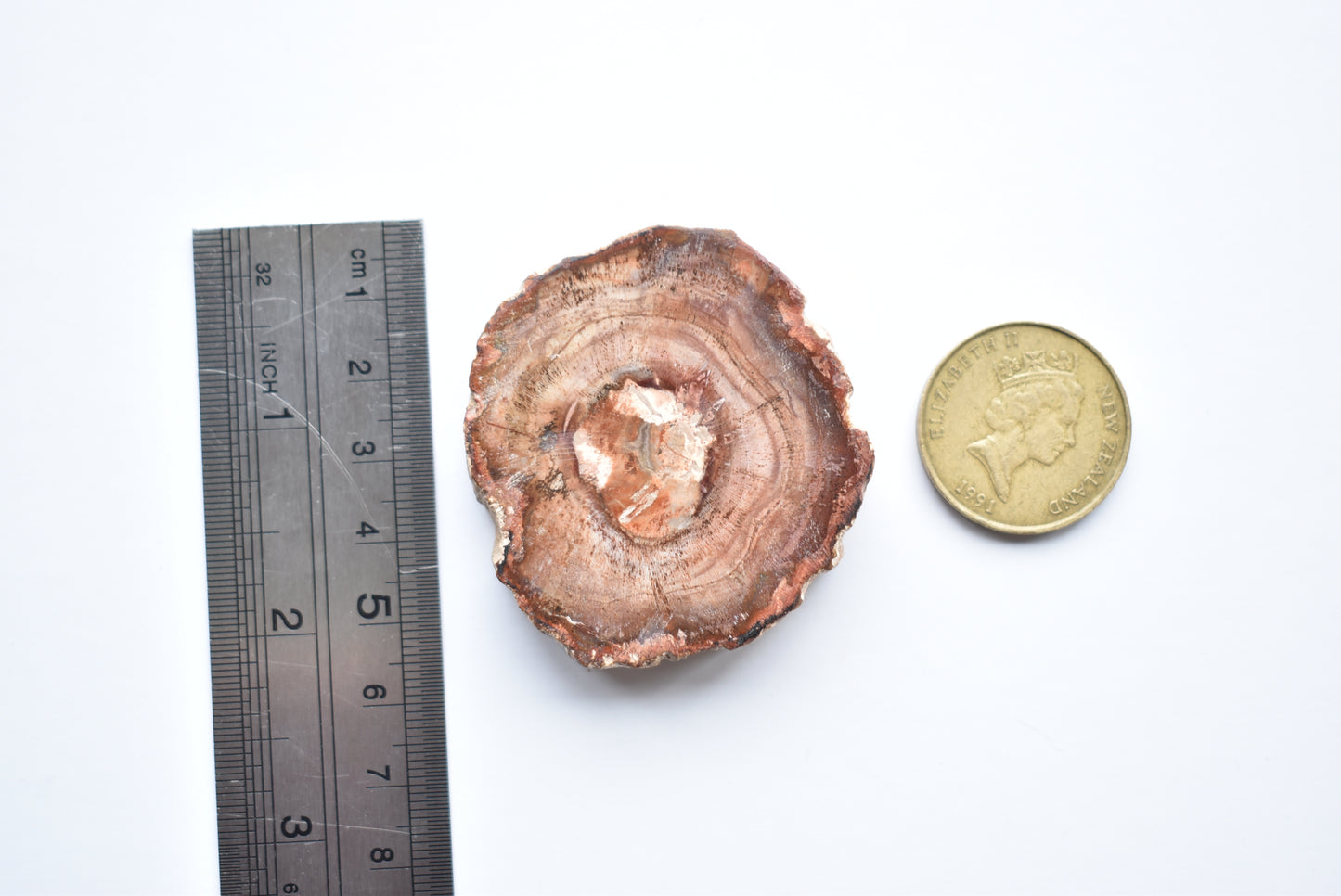Petrified Wood #1 54g