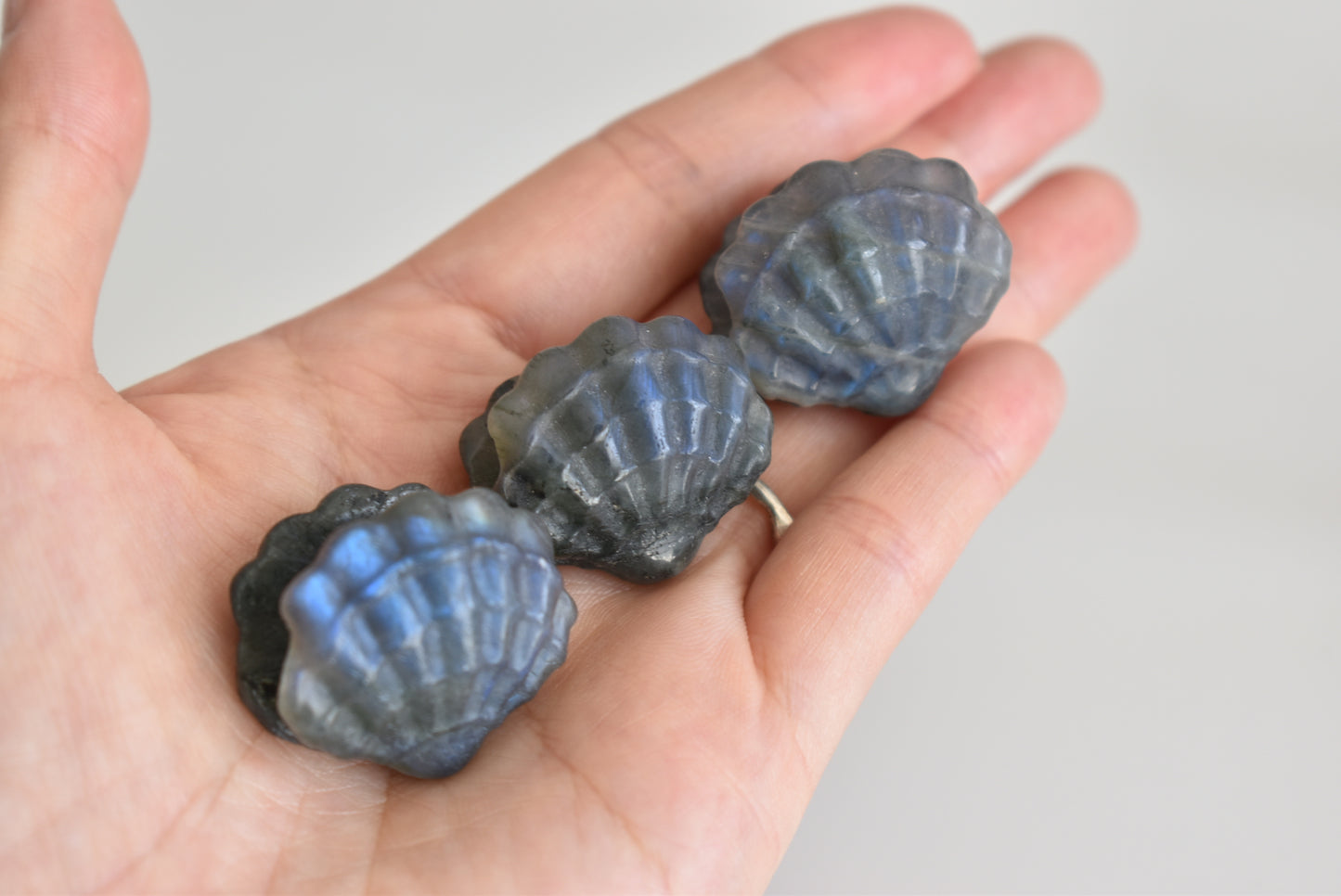 Labradorite Scallop