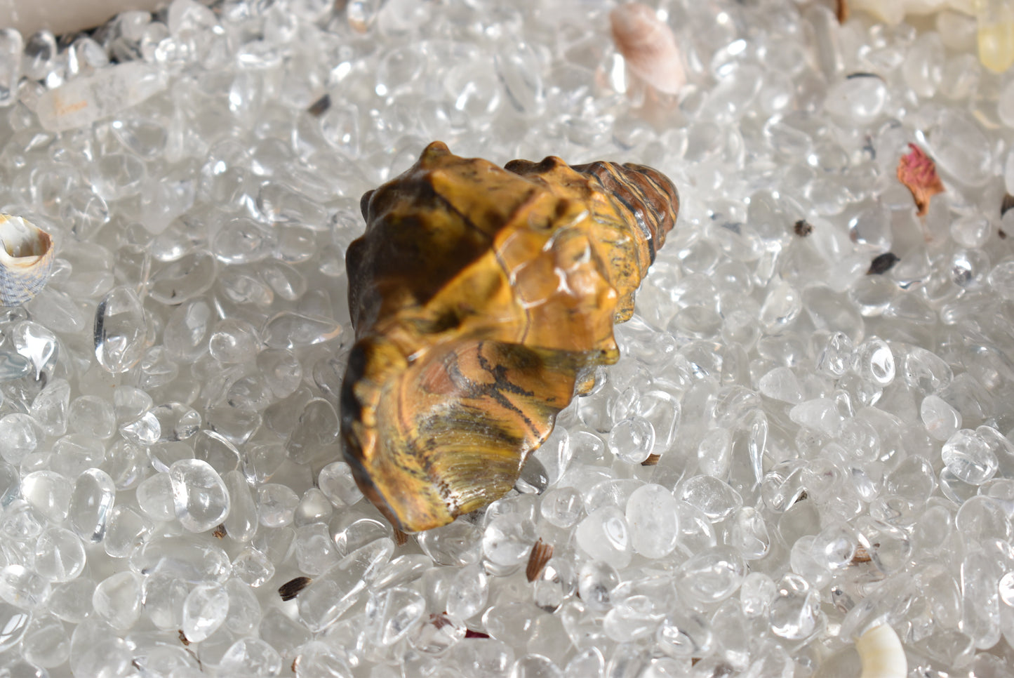 Tigers Eye Conch