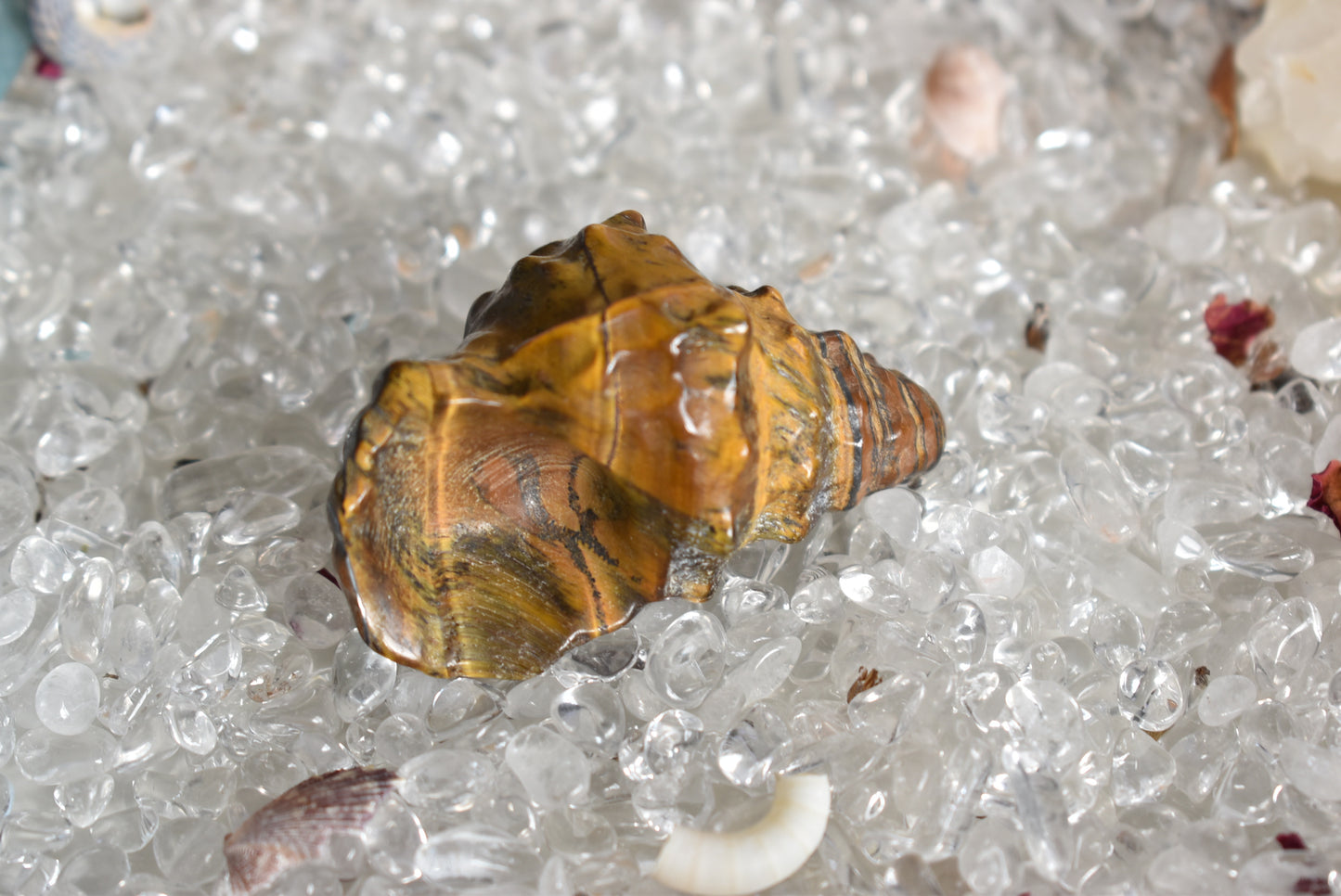 Tigers Eye Conch