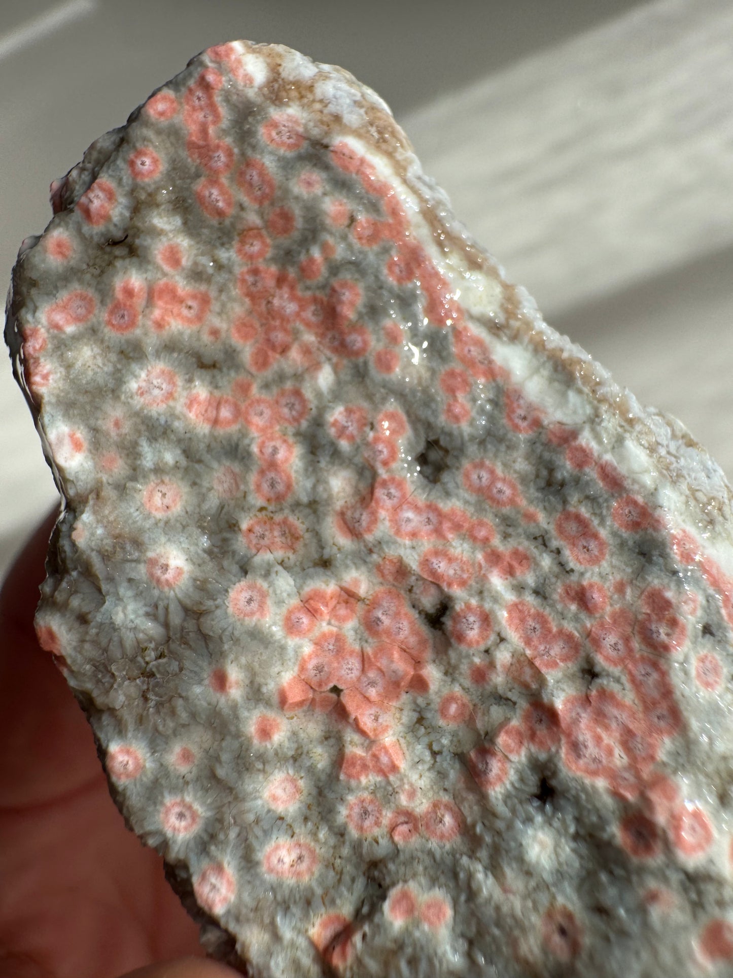 Old Stock Druzy Orbicular Ocean Jasper Raw 2
