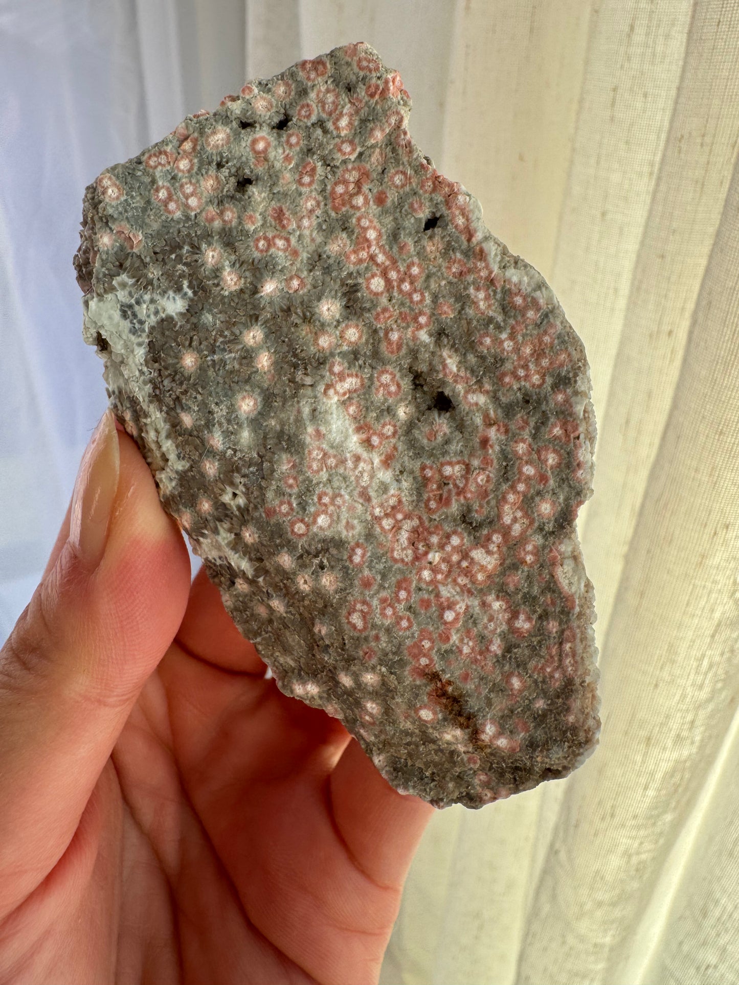 Old Stock Druzy Orbicular Ocean Jasper Raw 2