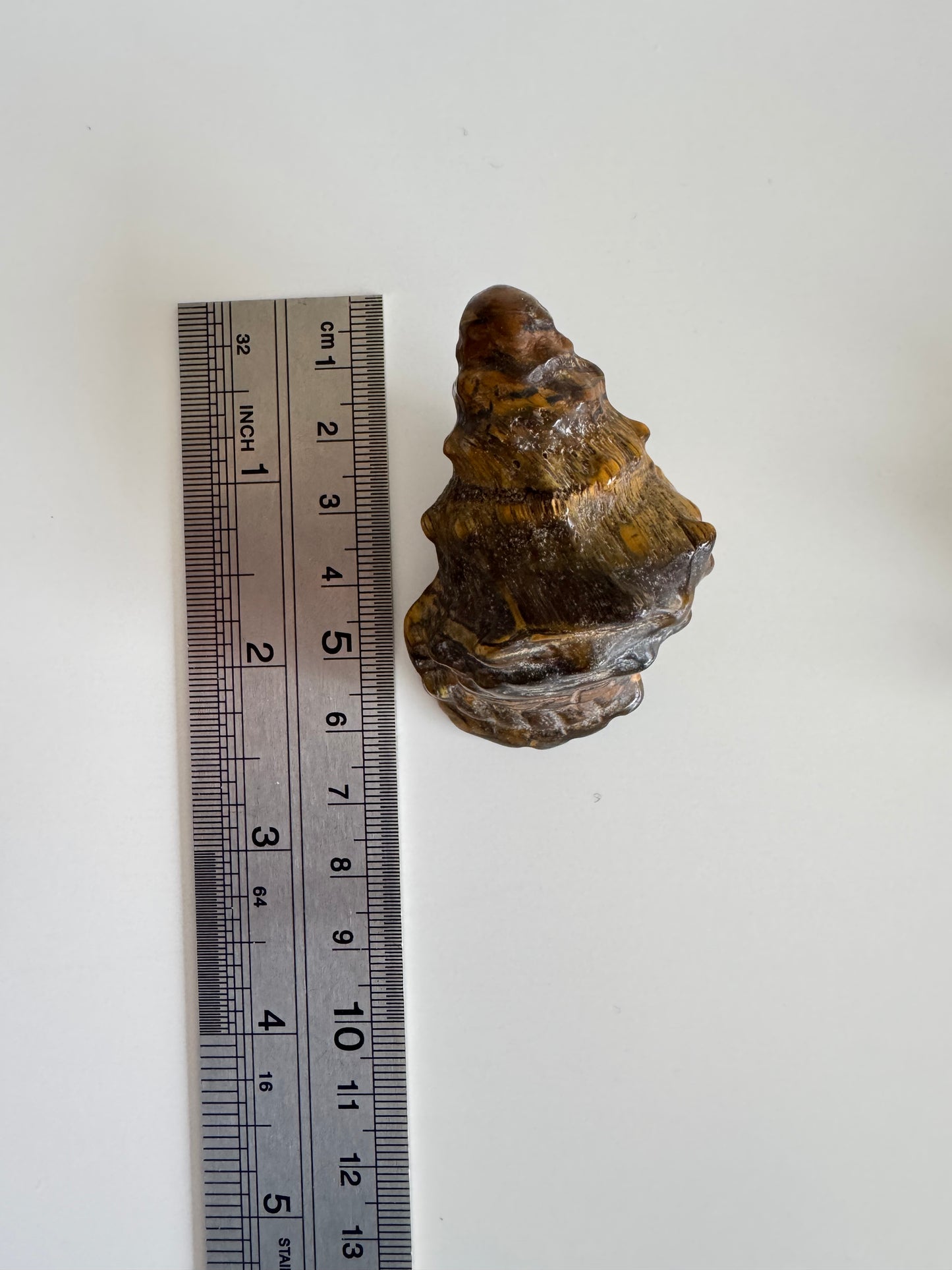 Tigers Eye Conch