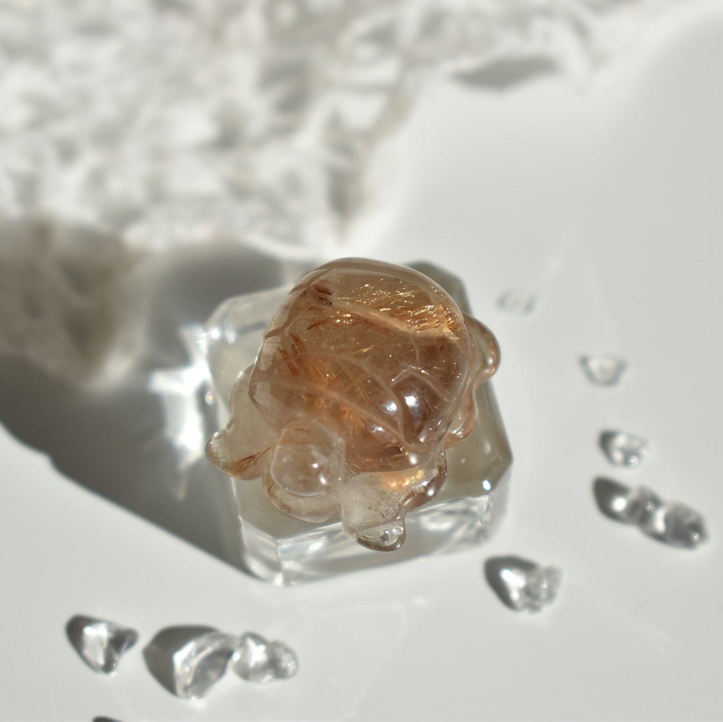 Golden Rutile Turtle #2