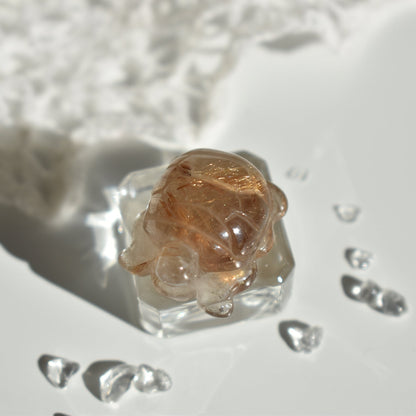 Golden Rutile Turtle #2