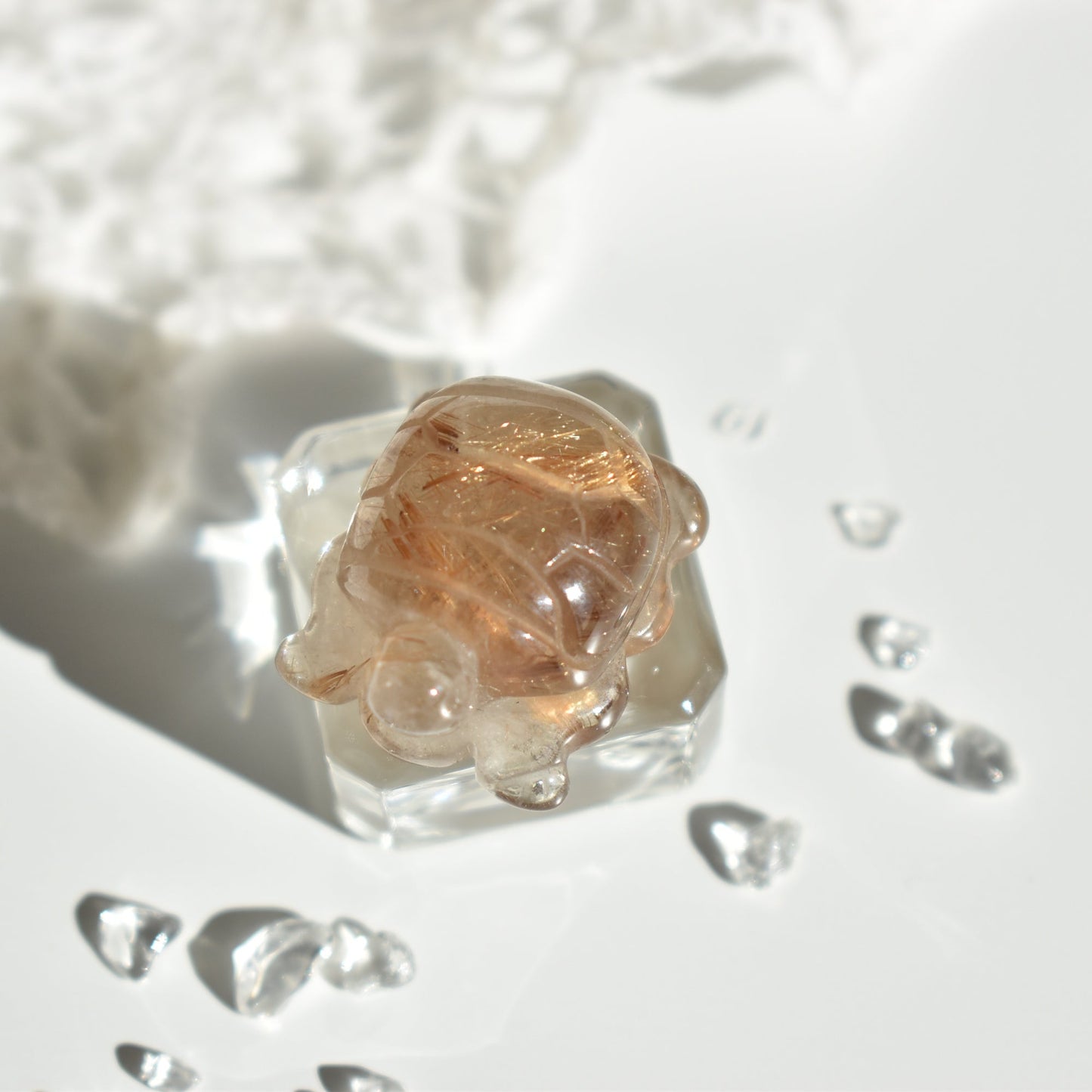 Golden Rutile Turtle #2