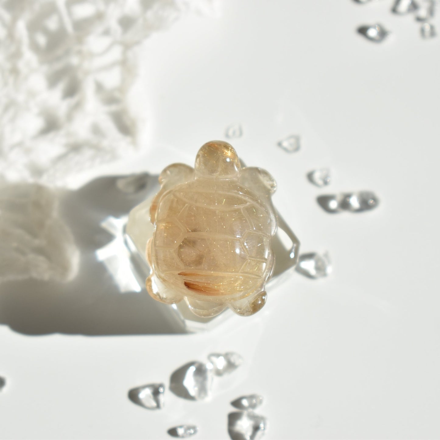 Golden Rutile Turtle #3