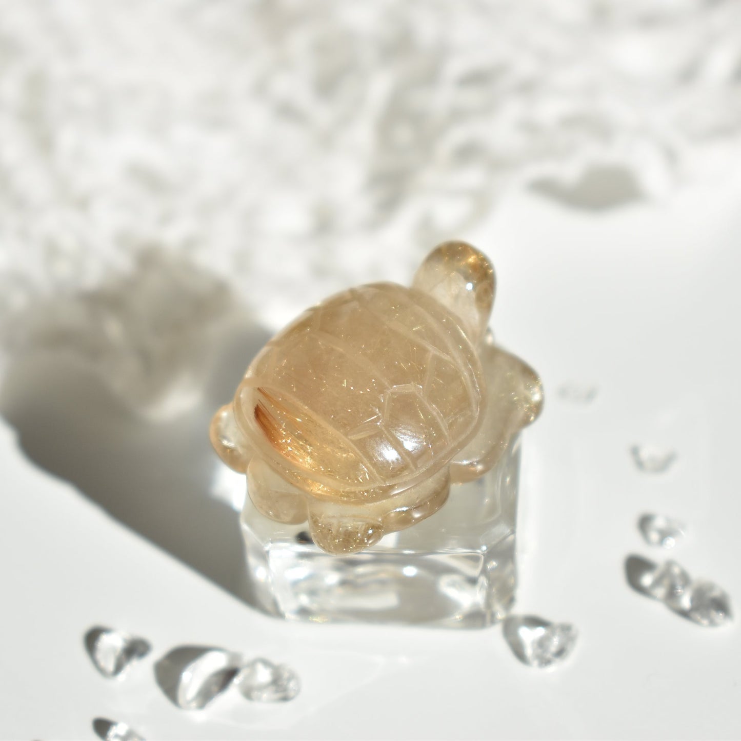 Golden Rutile Turtle #3