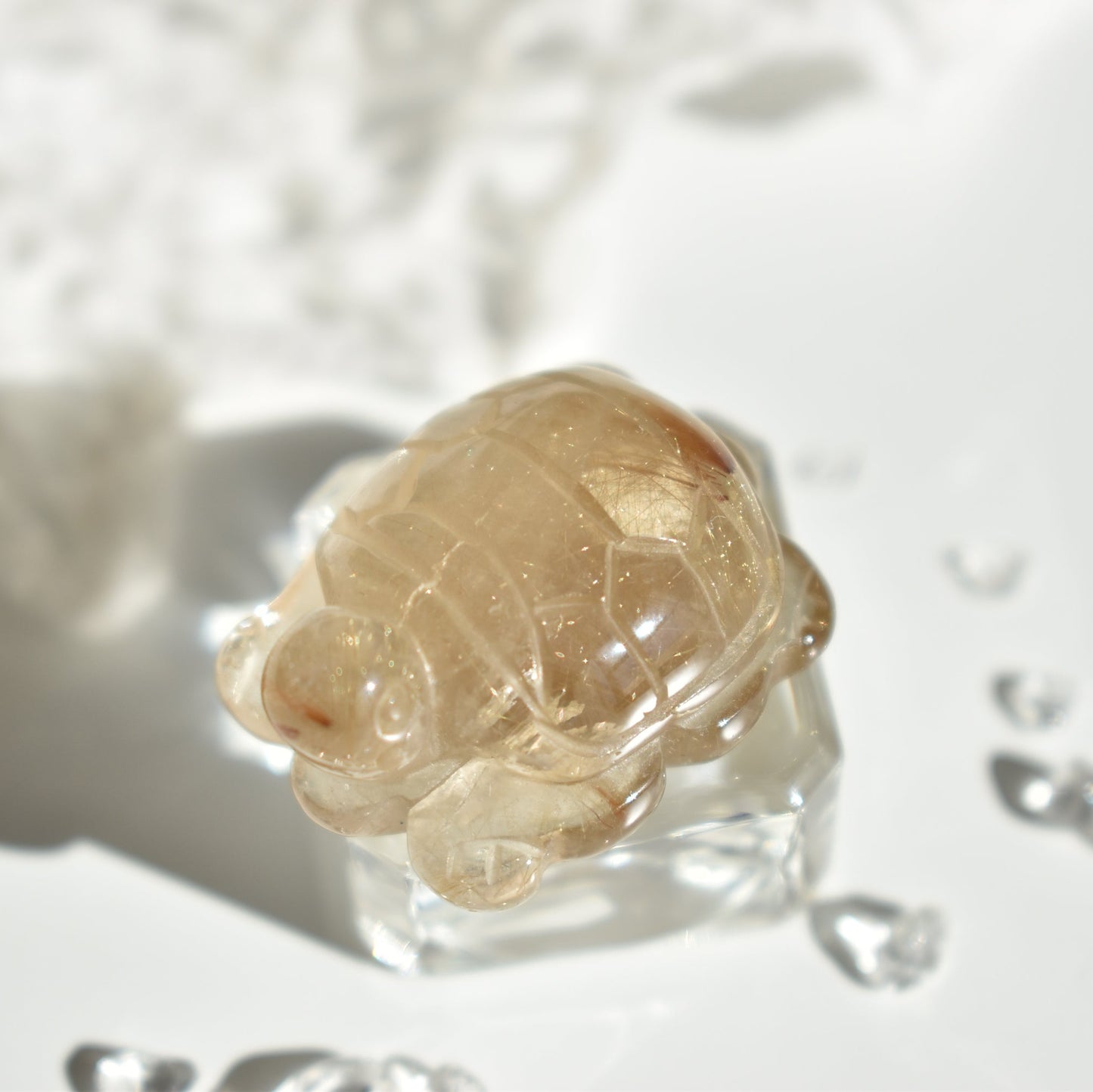 Golden Rutile Turtle #3