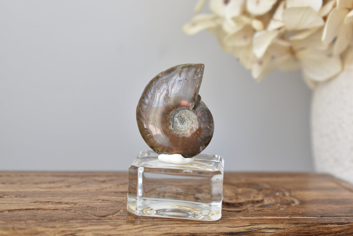 Ammonite Fossil #3