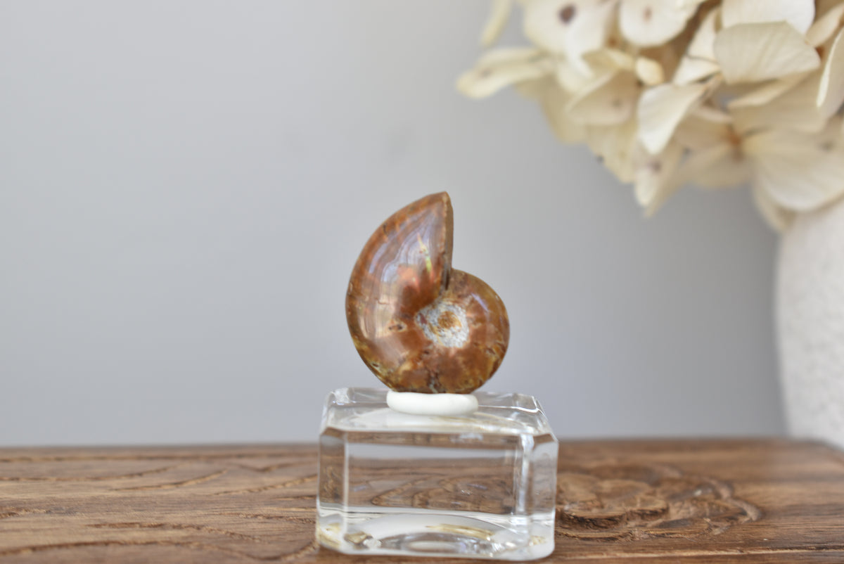 Ammonite Fossil #1