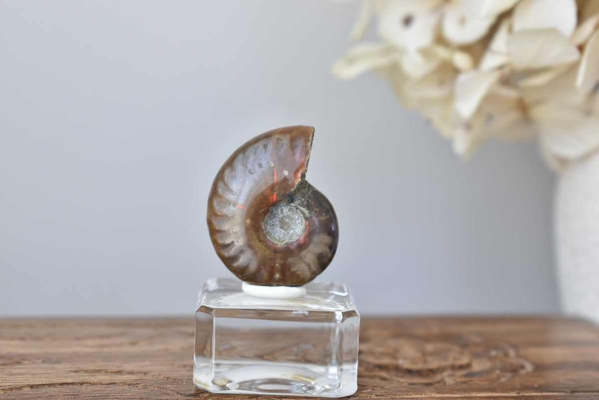 Ammonite Fossil #4