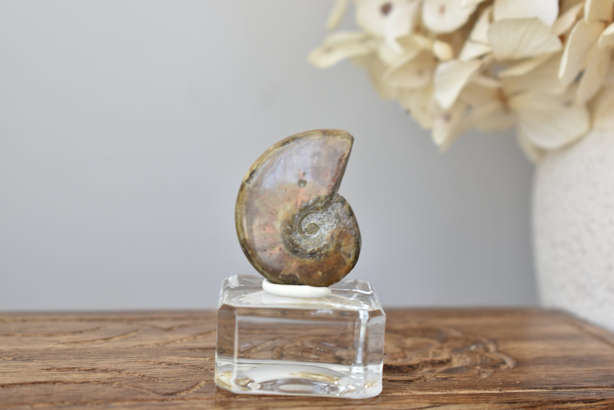 Ammonite Fossil #6