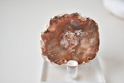 Petrified Wood #1 54g