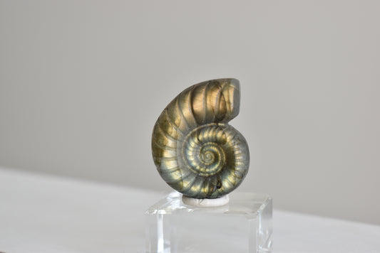 Labradorite Snail Shell  #5