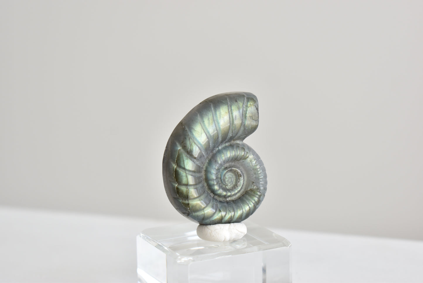 Labradorite Snail Shell  #3