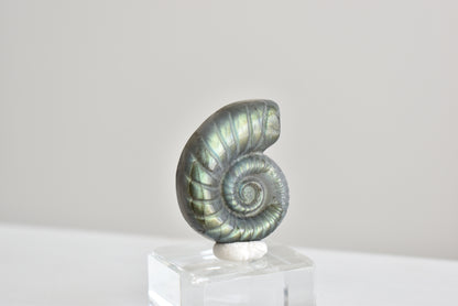 Labradorite Snail Shell  #3