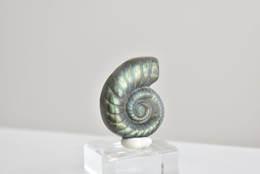 Labradorite Snail Shell  #3