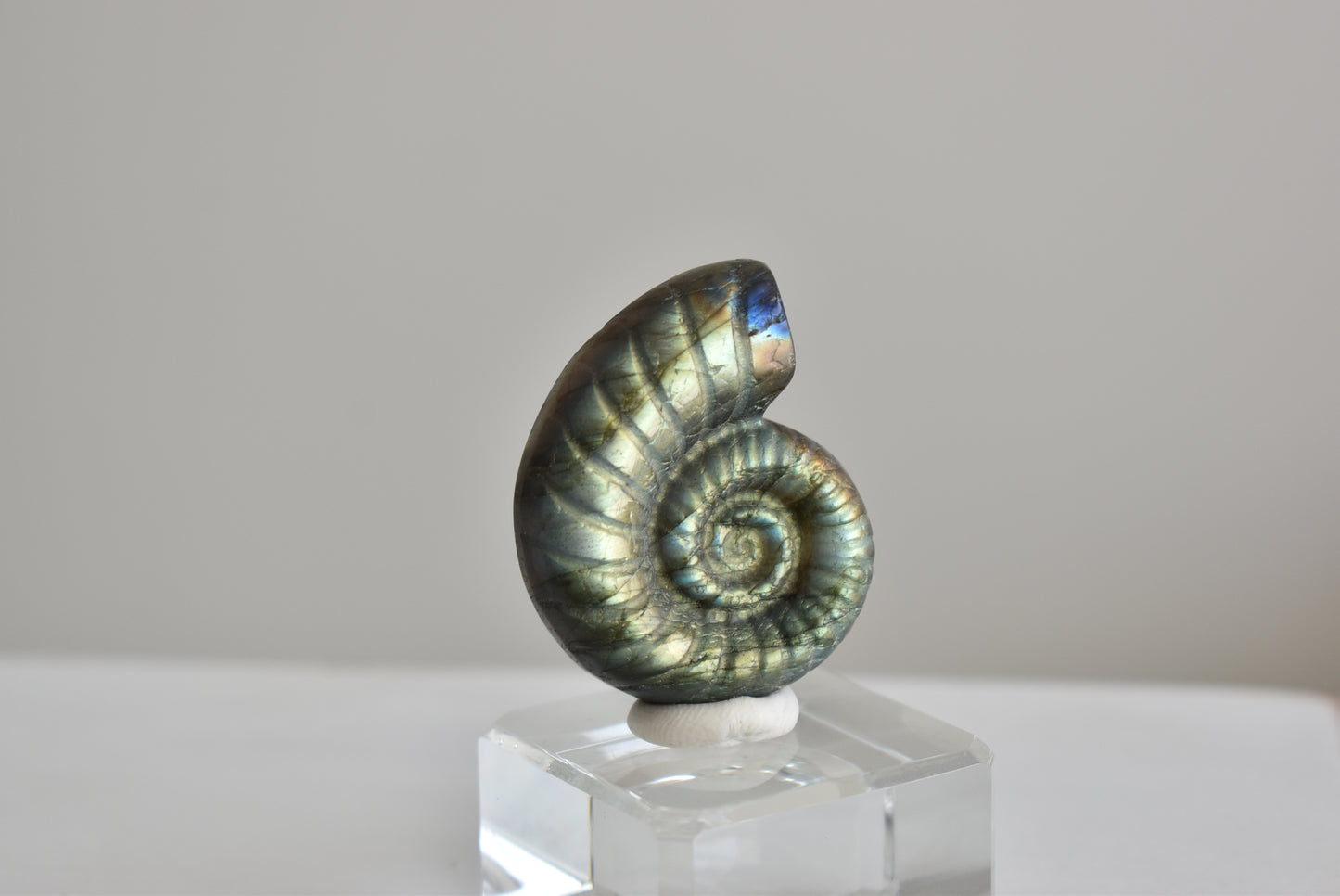 Labradorite Snail Shell  #2