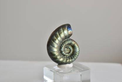 Labradorite Snail Shell  #2