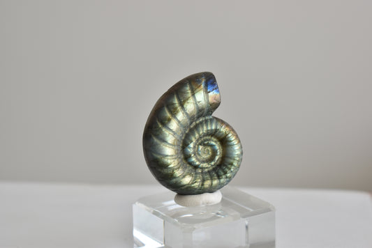 Labradorite Snail Shell  #2