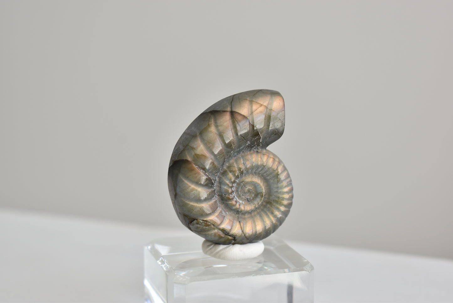 Labradorite Snail Shell  #1