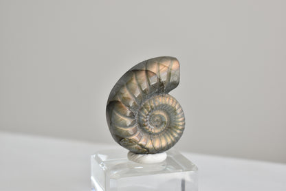 Labradorite Snail Shell  #1