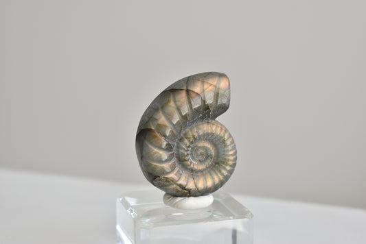 Labradorite Snail Shell  #1