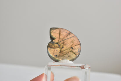 Labradorite Snail Shell  #1