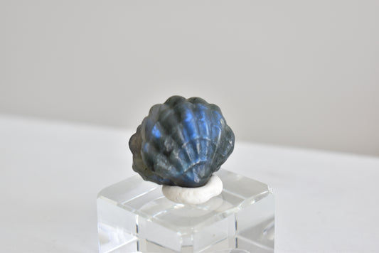 Labradorite Scallop