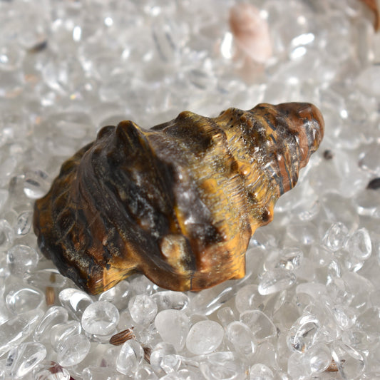 Tigers Eye Conch