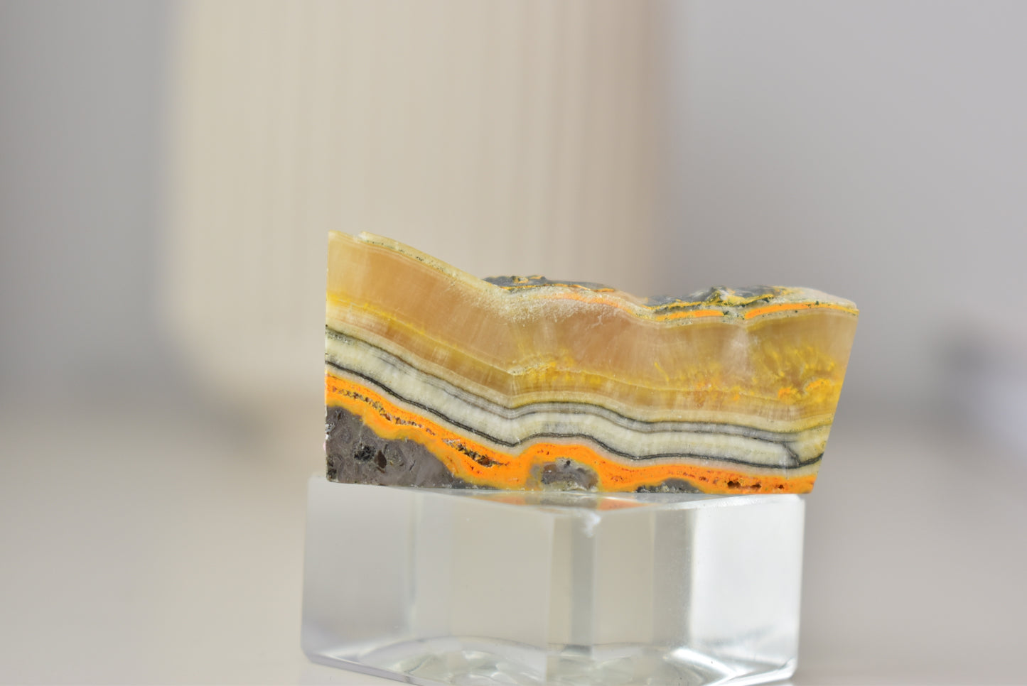 Bumblebee Jasper Freeform