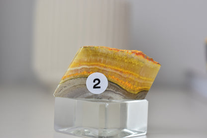Bumblebee Jasper Freeform