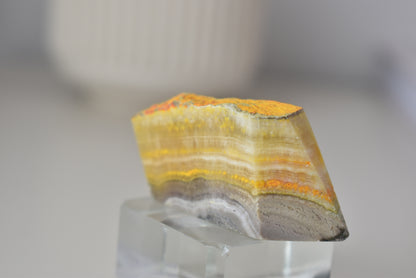 Bumblebee Jasper Freeform